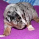 Akiba und Sunnys  Nachwuchs